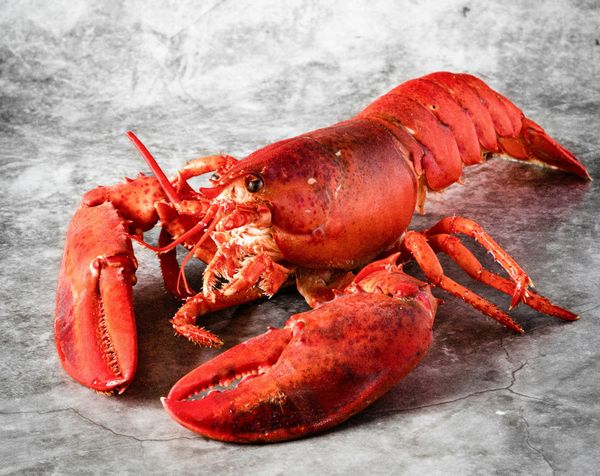 Clawdbot, Moltbot,  OpenClaw, And Why Sometimes You Shouldn't Just Vibe Code Something And Other Dumbness From The World Of AI