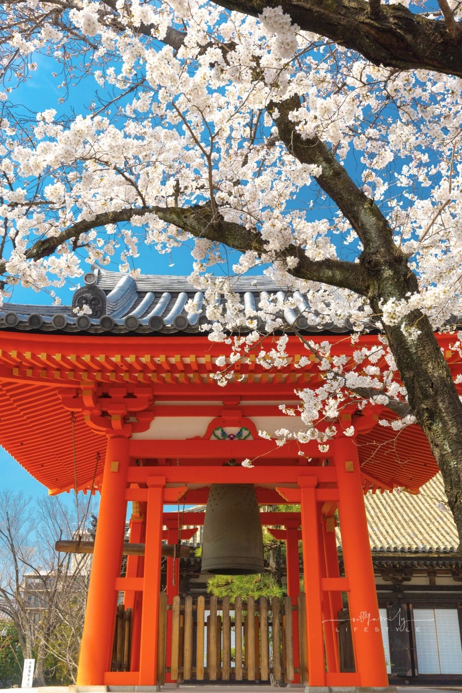 Japanese Temple at Spring with Cherry Blossoms