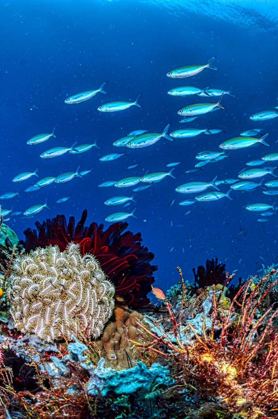 A stunning underwater view of a vibrant coral reef with a school of fish in West Papua, Indonesia.