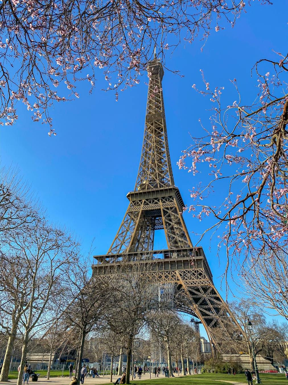 A stunning view of the Eiffel Tower framed by spring blossoms under a bright blue sky in Paris.