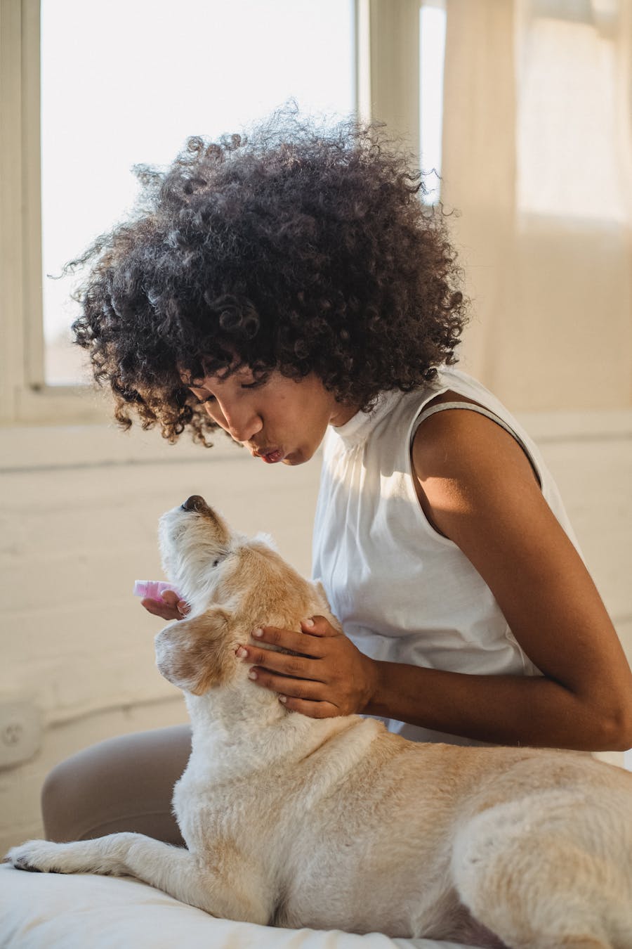 African American woman with curly hair playing with her Labrador retriever indoors.