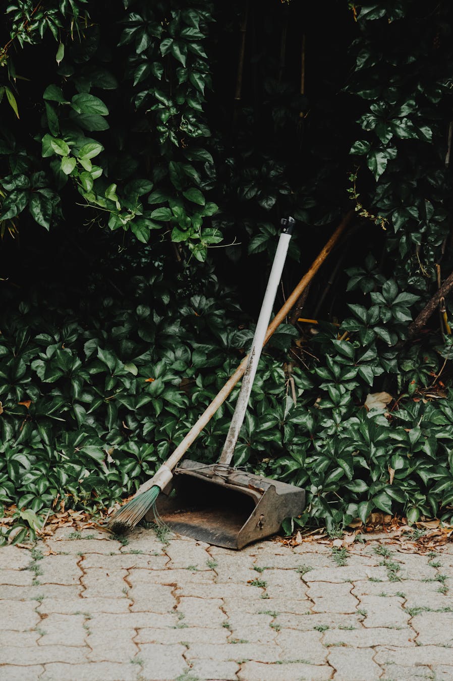 Broom and dustpan leaning against dense green foliage in a well-maintained garden area.