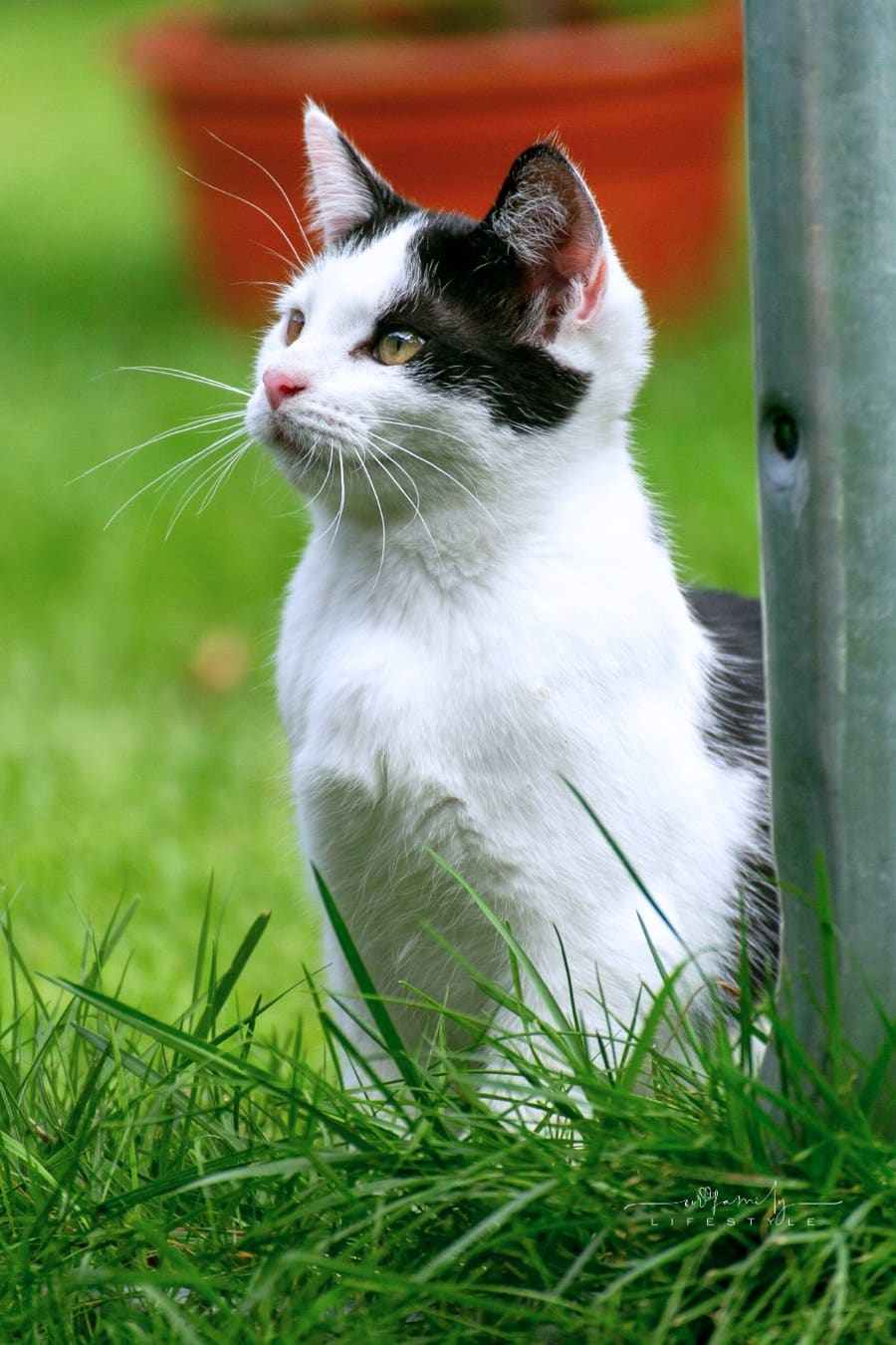 A black and white cat sitting on the grass