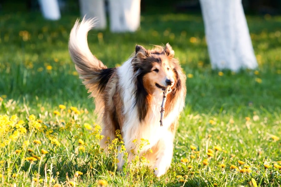 border collie fetching a stick