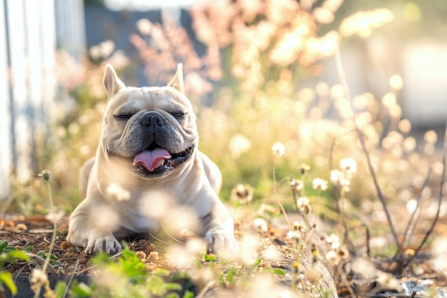 Bulldog