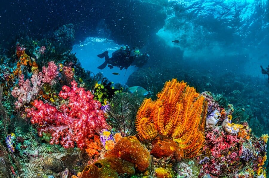 Explore the vivid coral reefs of West Papua with this stunning underwater dive scene.