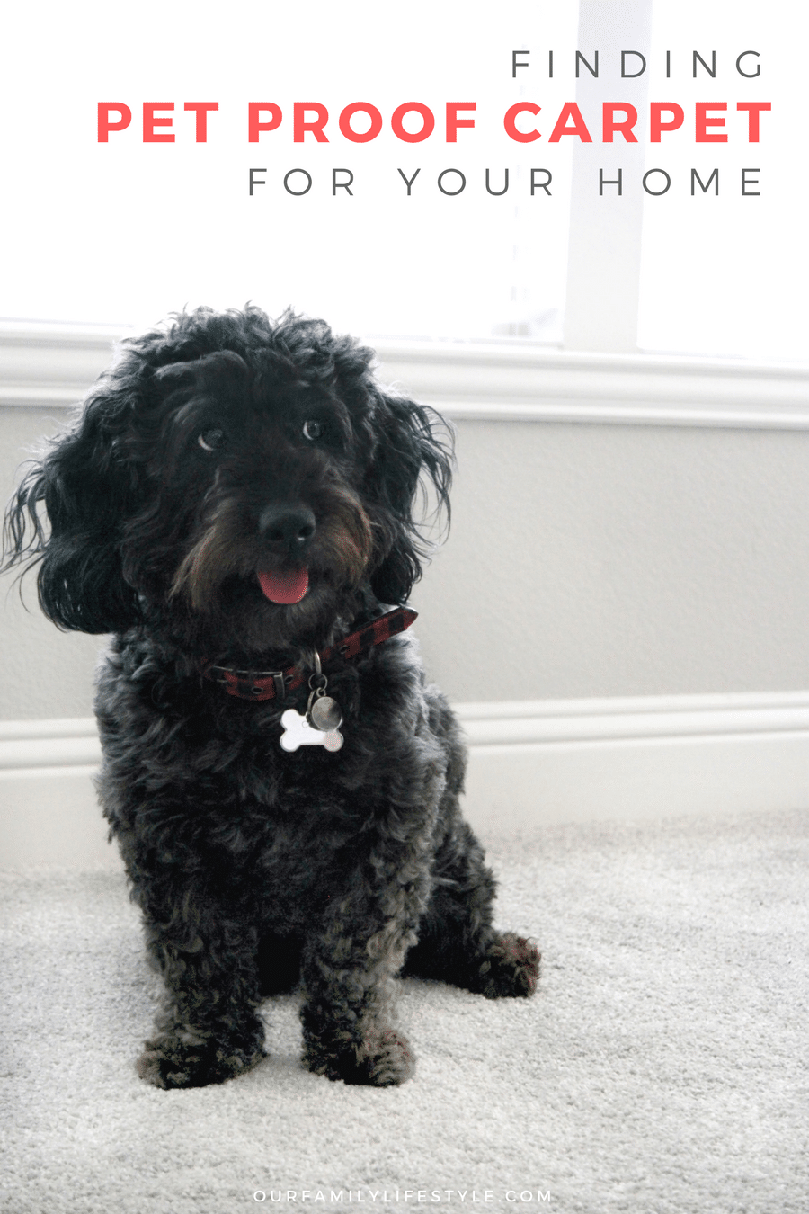 Finding Pet Proof Carpet for Your Home