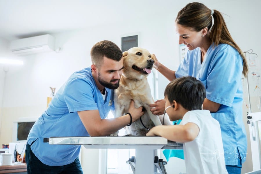 Veterinarian with dog and young boy in patient room