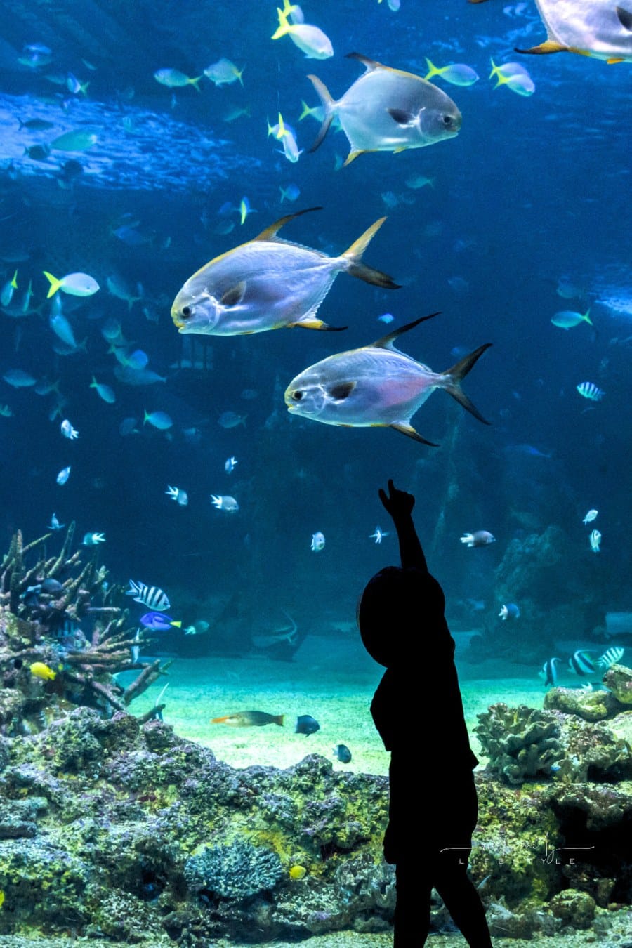 Happy Kid Observing Fish in City Aquarium