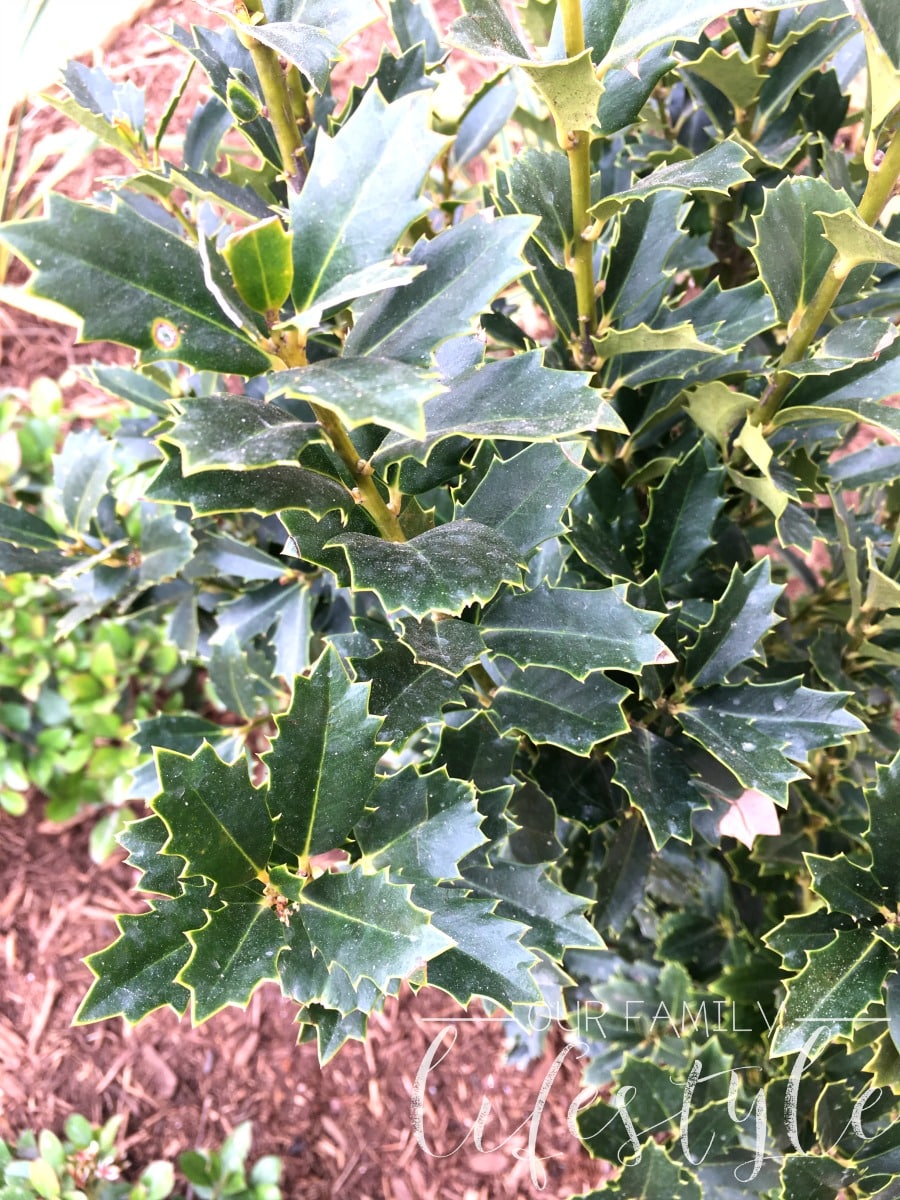 holly bushes