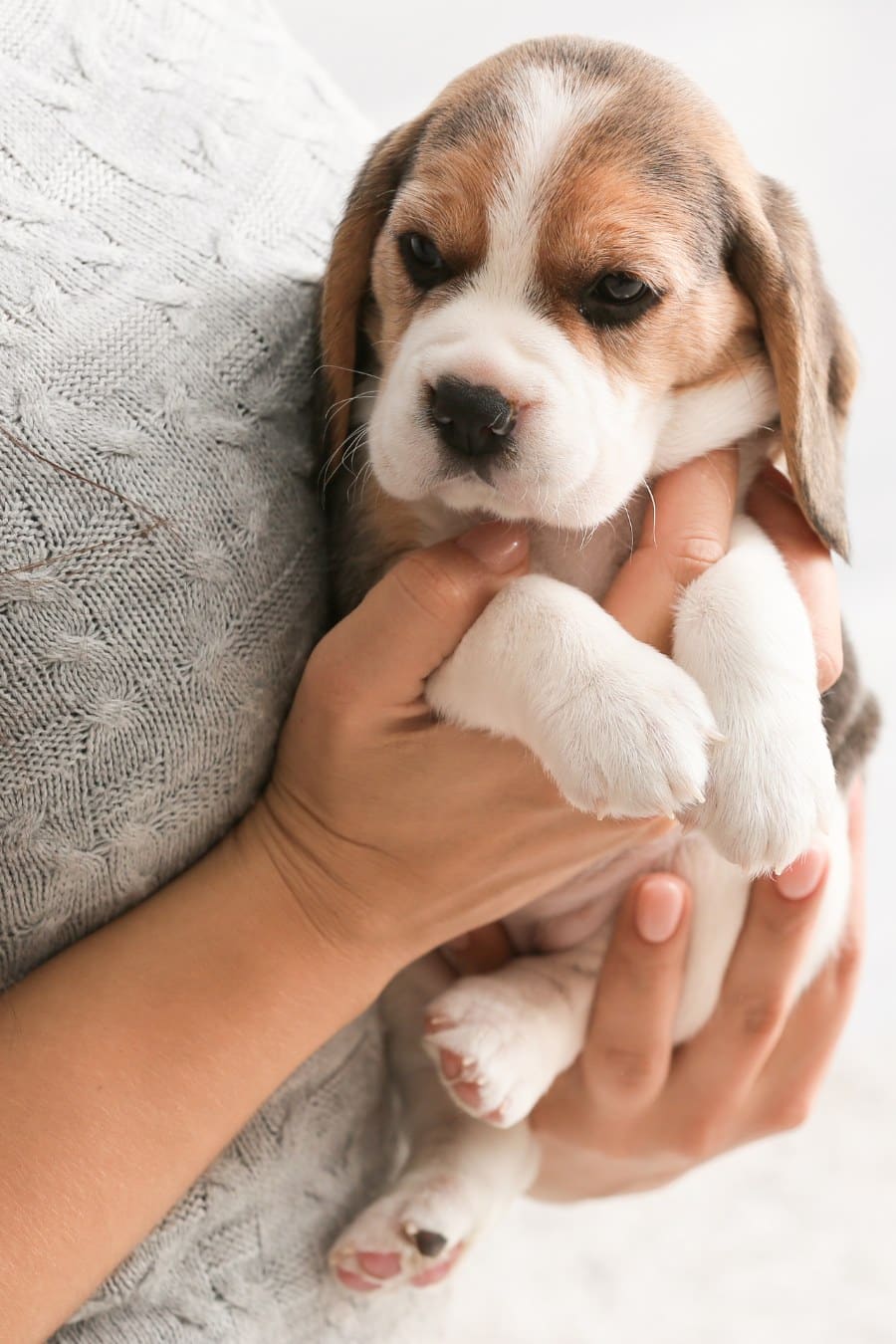 Owner with Cute Beagle Puppy at Home