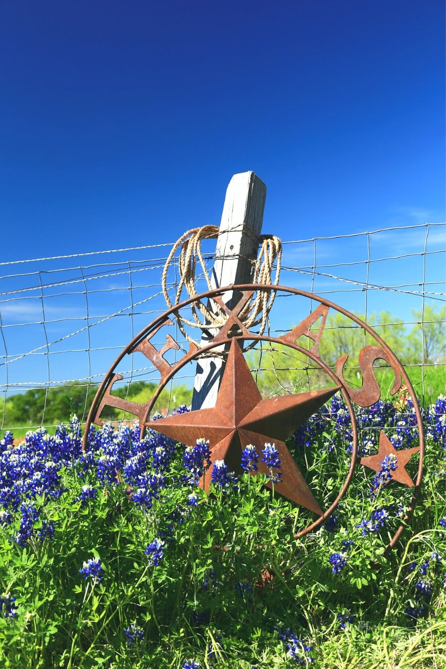 Texas bluebonnets near Ennis, Texas