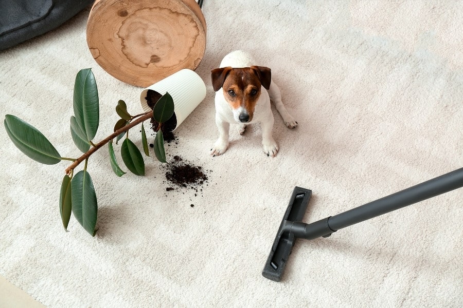 vacuuming carpet with dog and knocked over house plant