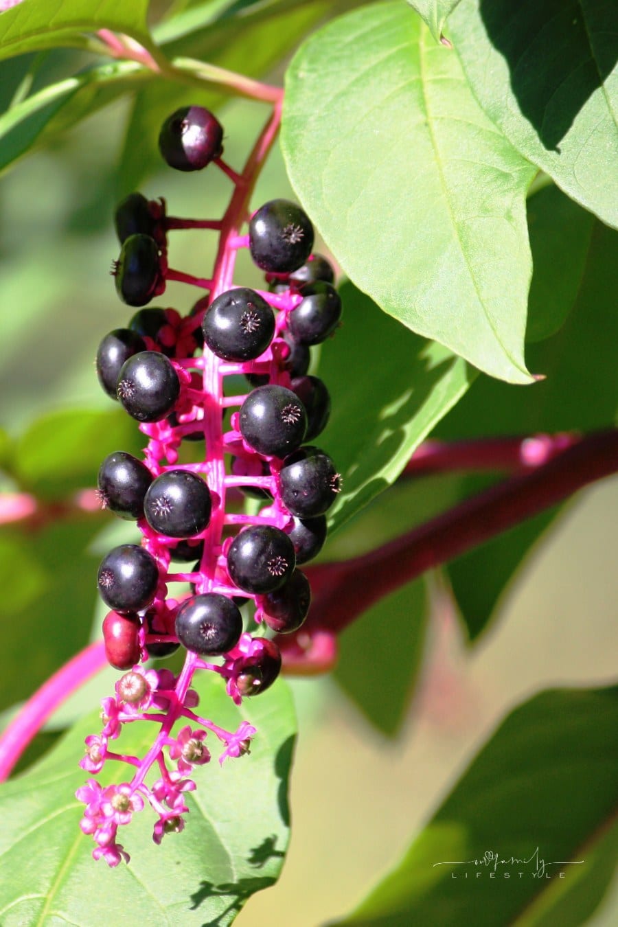 American pokeweed with black berries