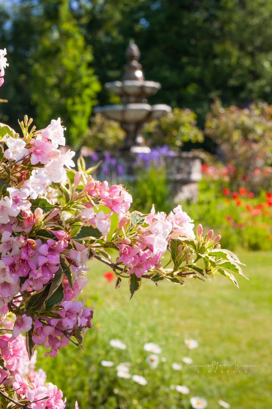 June Garden with Blooming Weigela
