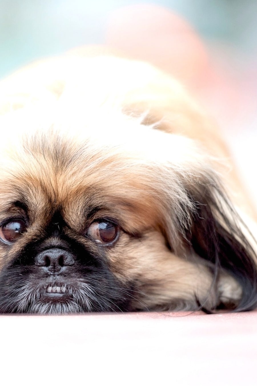 How To Overcome Some Common Pet Dog Problems