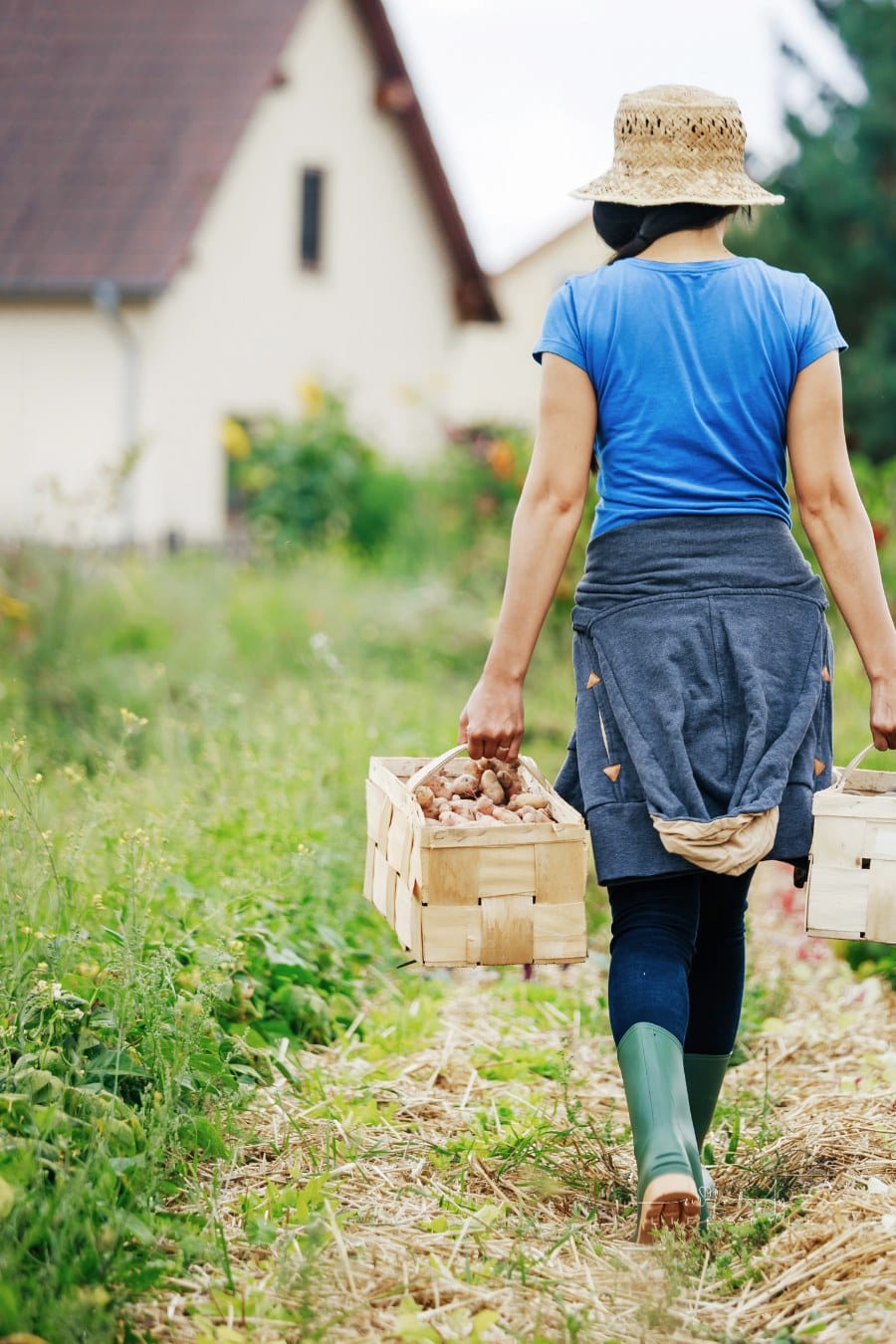 Urban Farmer Carrying Crates Of Potatoes