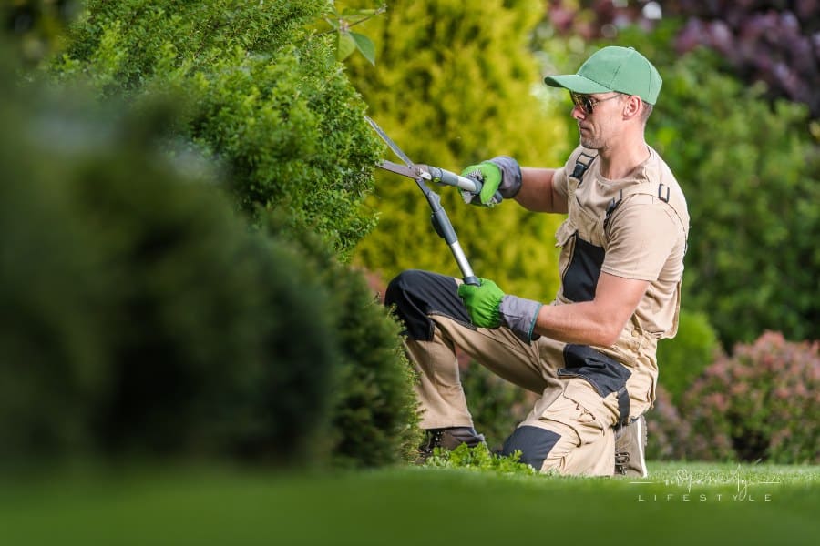 Professional Gardener Performing Garden Plants Maintenance