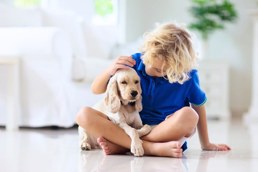 Child playing with dog. Kids play with puppy.