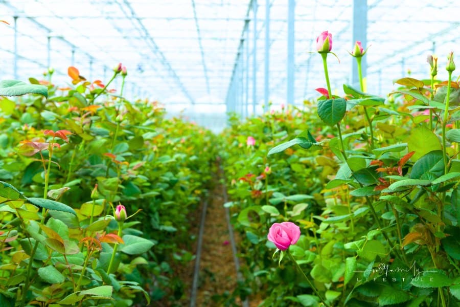 modern greenhouse with roses