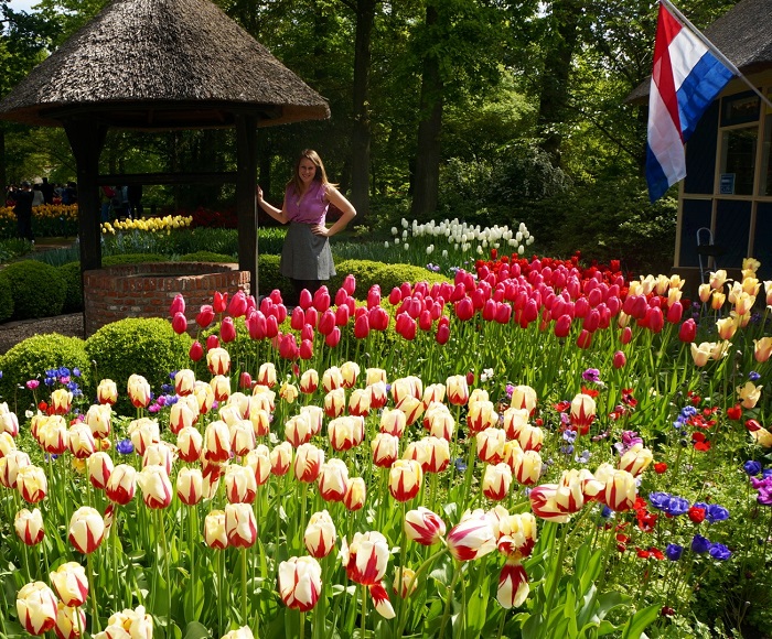 Amsterdam Tulip fields Amsterdam Tulip fields