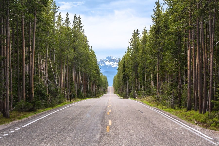 Wooded road in Wyoming