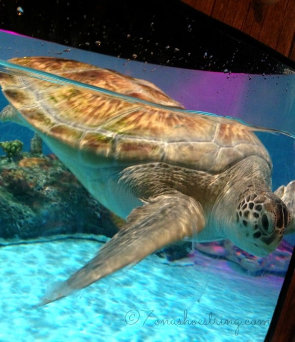 sea turtles
