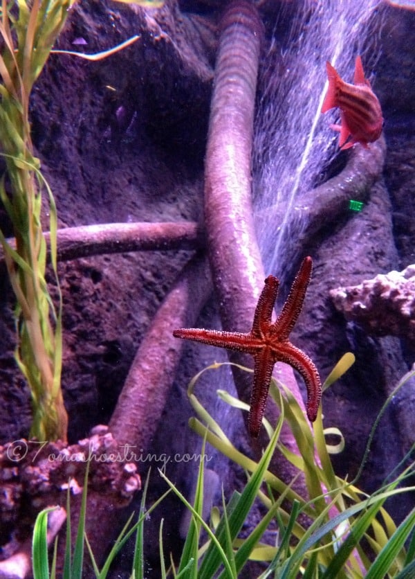 SEA LIFE Aquarium Grapevine