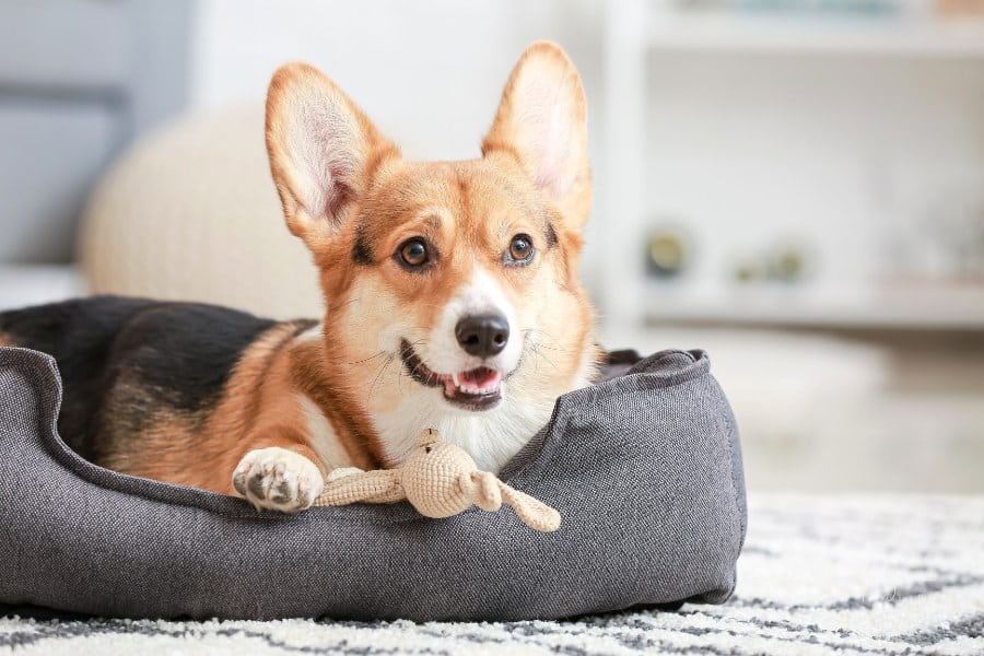 Cute Dog with Toy Lying in Pet Bed at Home