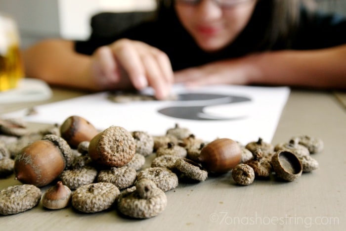 separated-acorn-for-crafting