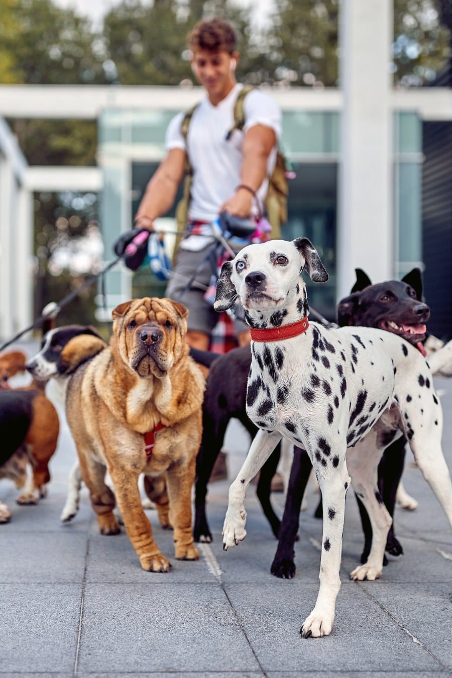 Young male dog walker working in the city; Dog walker lifestyle