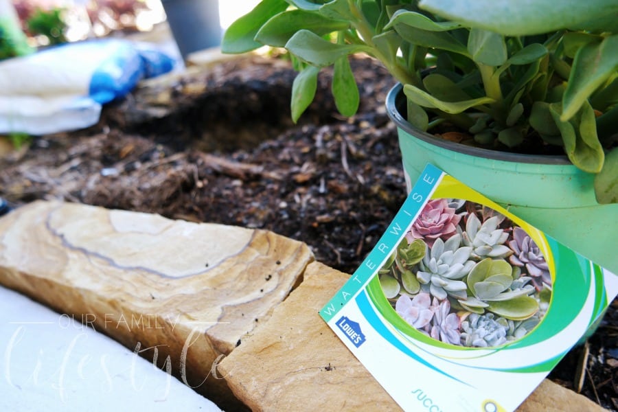 succulents at Lowe's