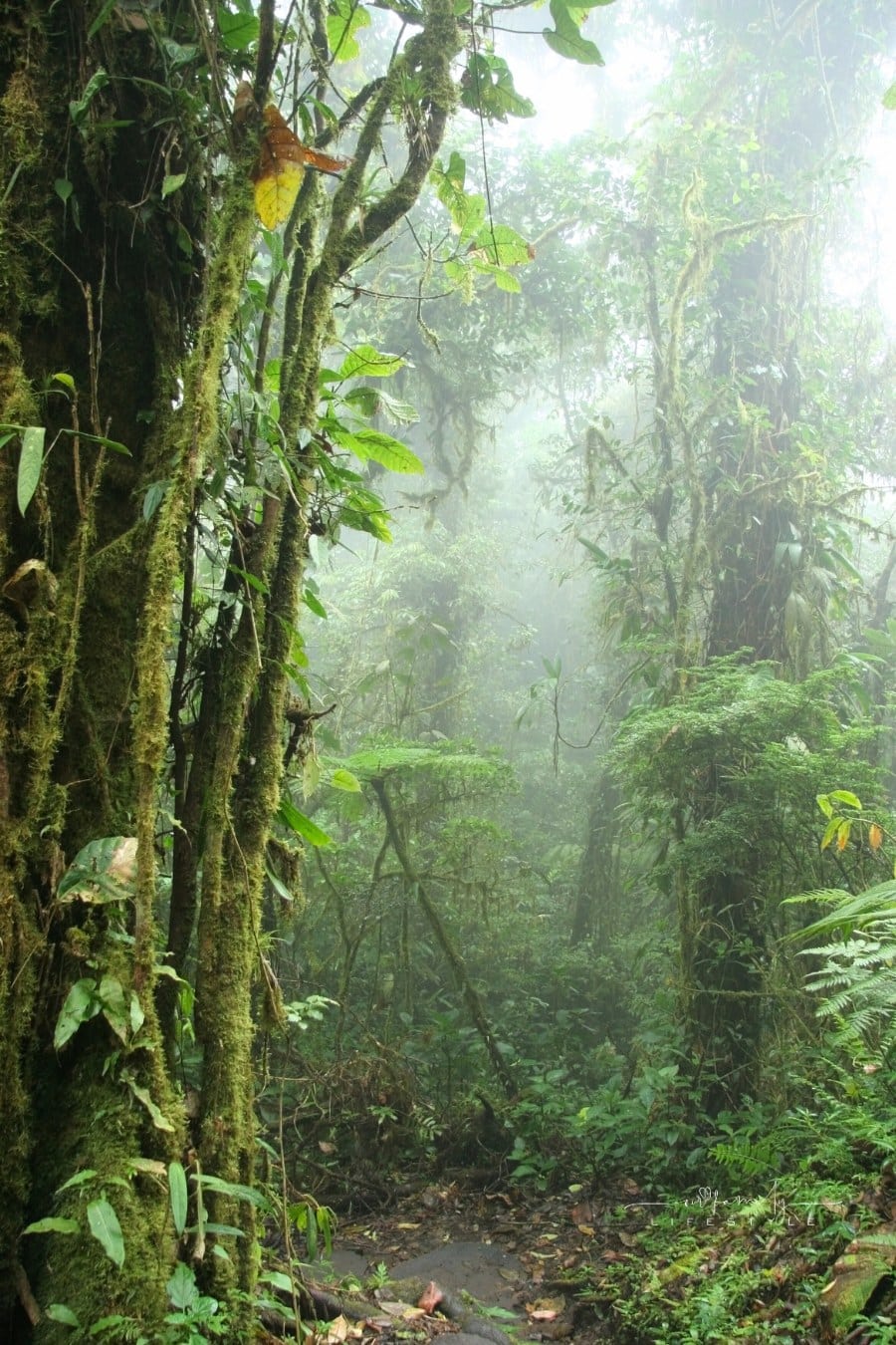 Monteverde Cloud Forest - Costa Rica
