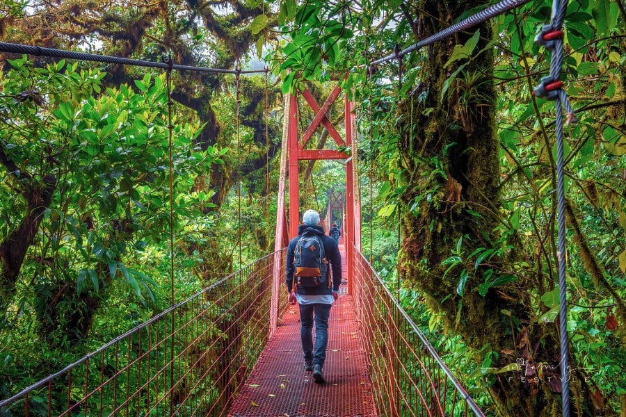 Tourist Walking on Bridge in Monteverde Cloud Forest