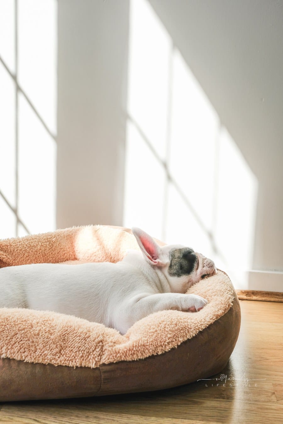 French Bulldog Puppy sleeping on dog bed