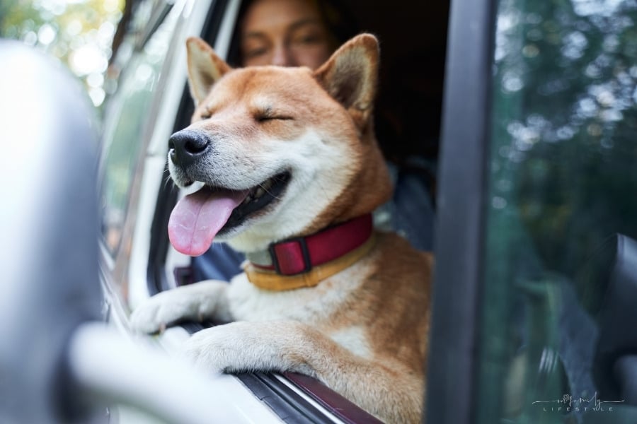 Shiba inu dog enjoying a car ride with head and tongue hanging out of window