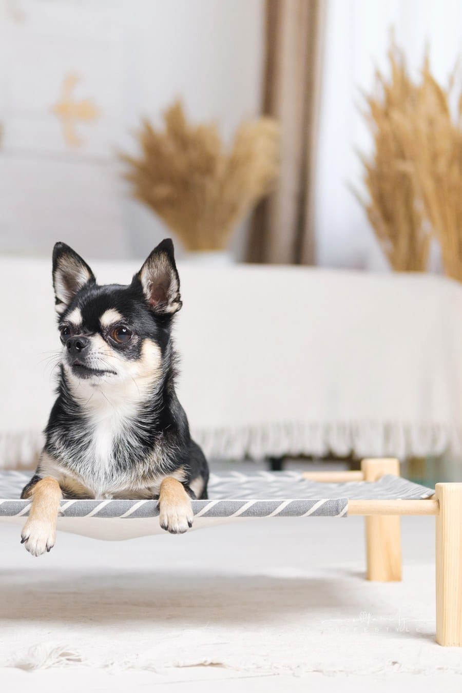 Cute little chihuahua on a dog bed in boho decorated bedroom.