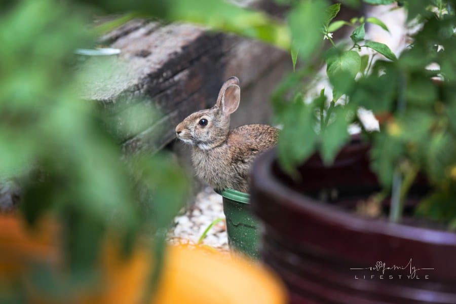 A rabbit hides between containers in the vegetable garden