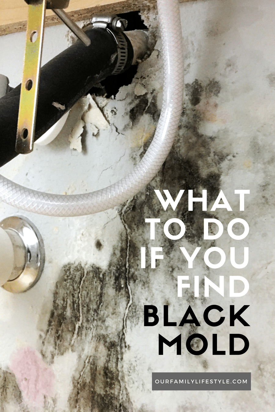 what to do if you find black mold