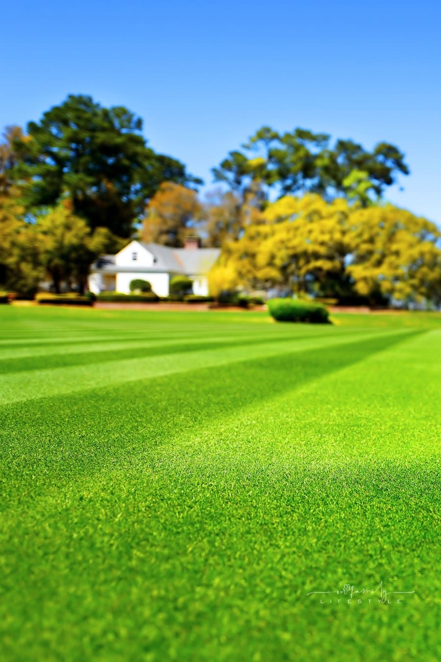 Perfectly Striped Freshly Mowed Garden Lawn