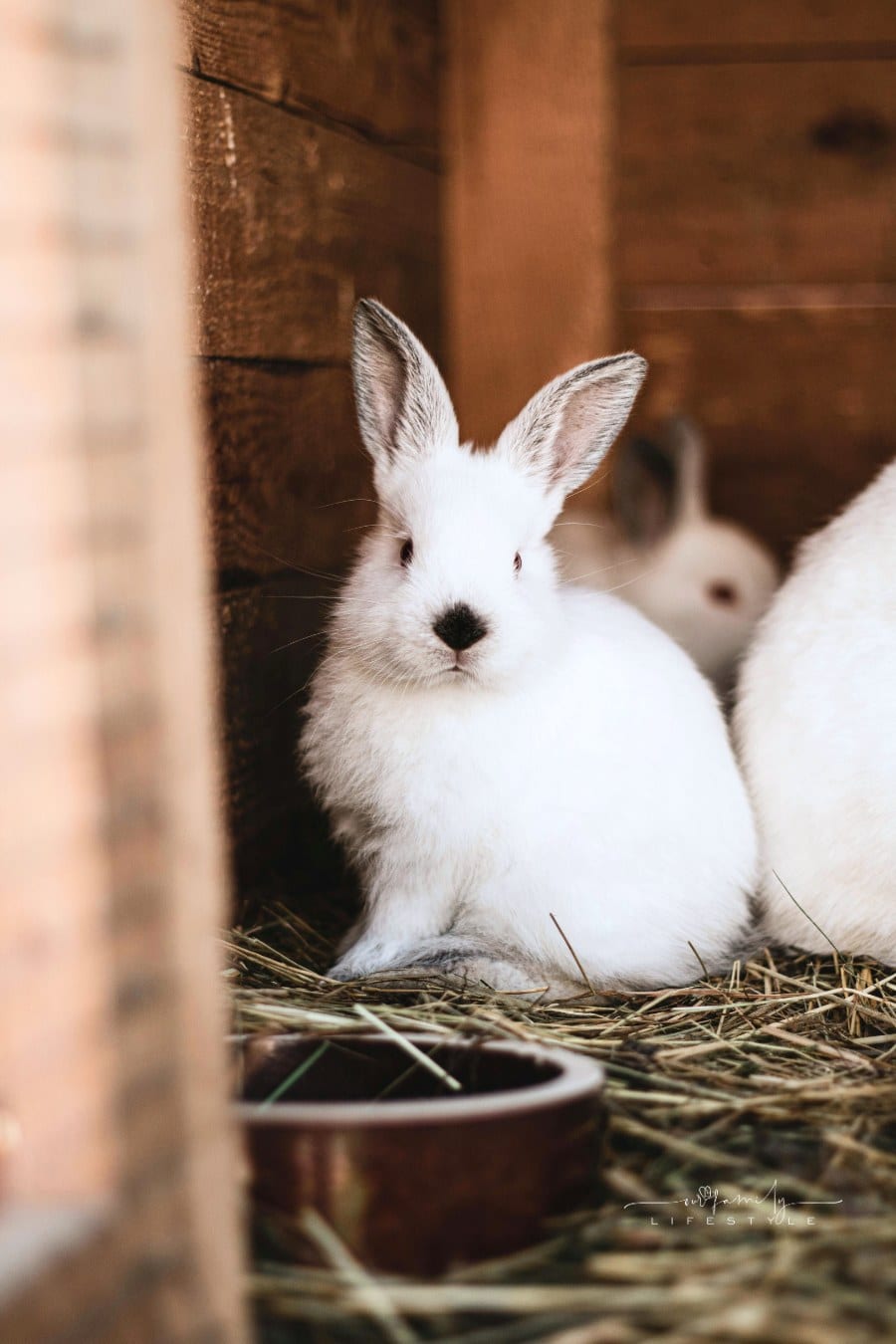 White Bunnies in a Wooden Rabbit Hutch