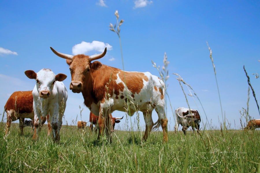 Longhorn Cattle Herd