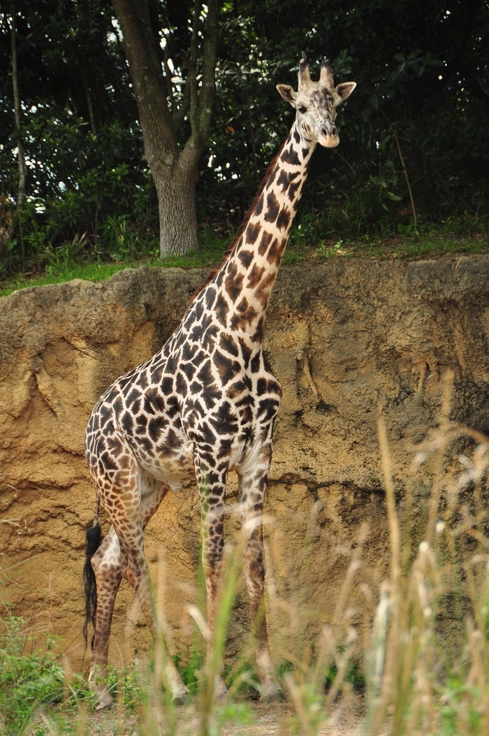 Wild Africa Trek giraffes