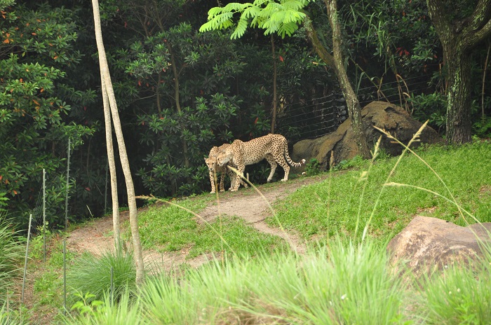 Wild Africa Trek cheetah
