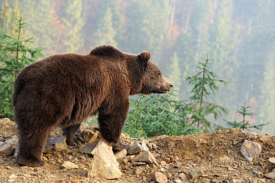 brown bear in a mountain forest