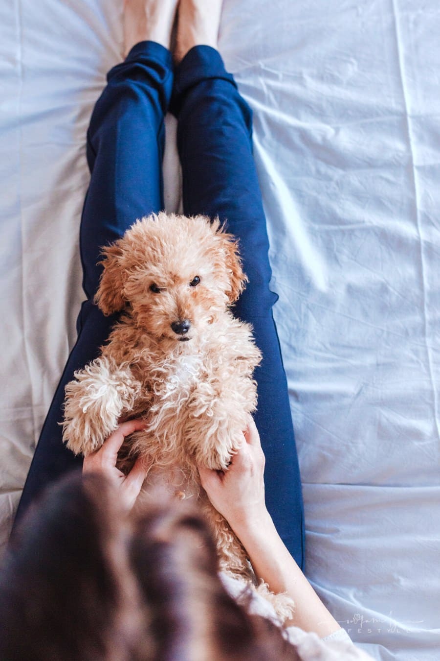 woman playing with toy poodle on her lap