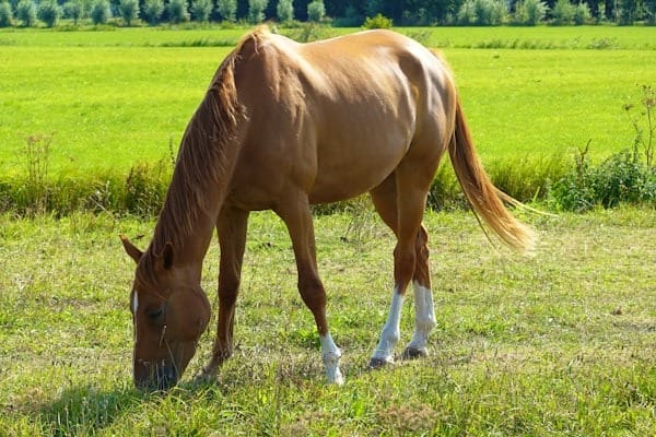 horse electrolytes