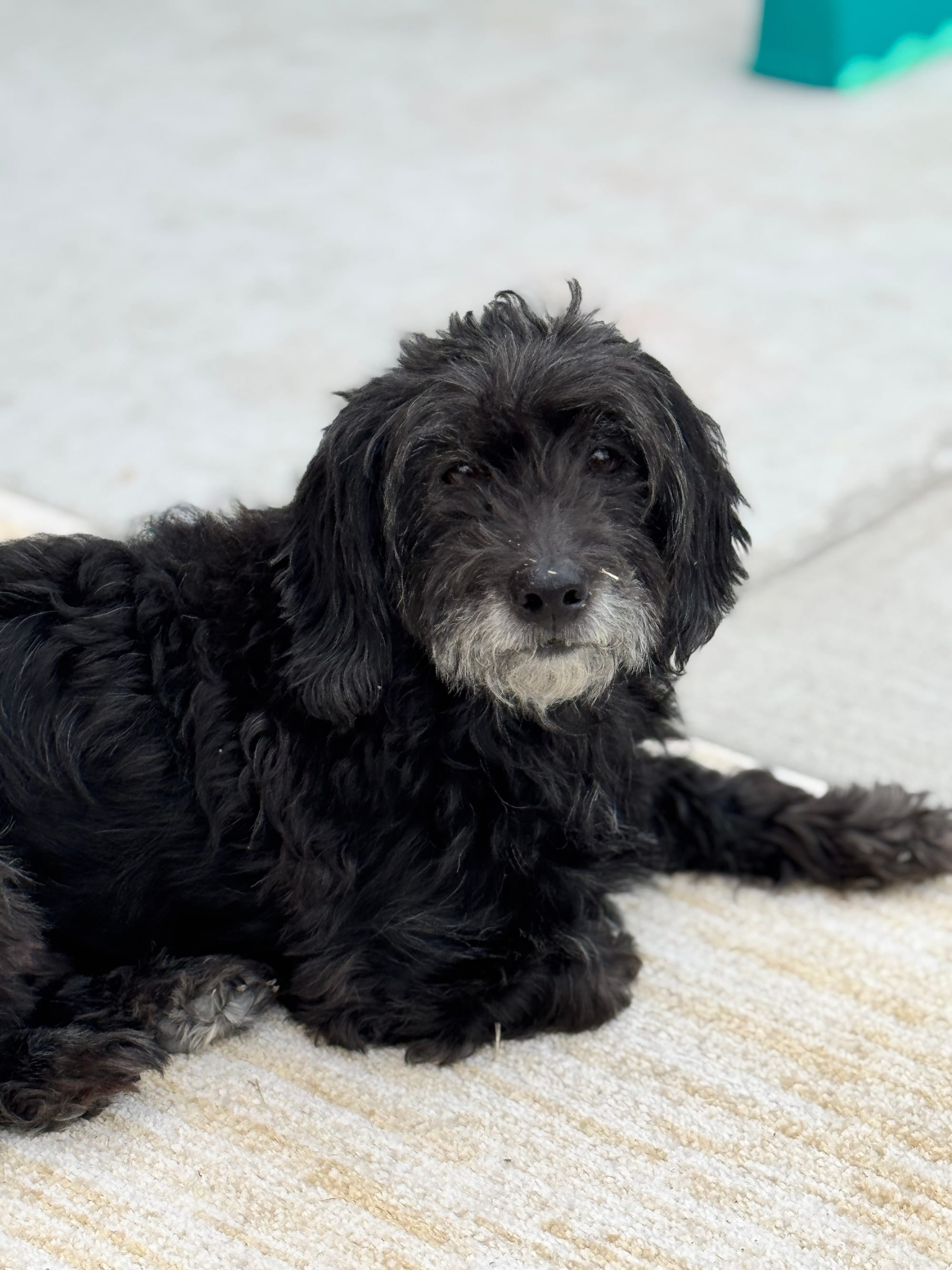 Caring for Senior Pets: Keeping Them Happy and Healthy Longer