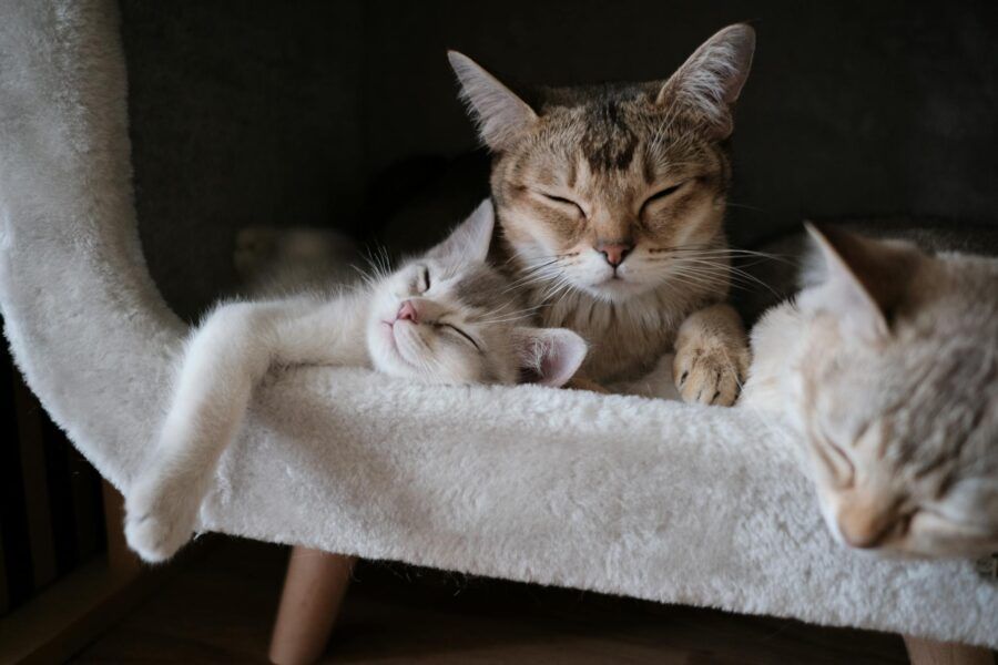 How Long Does It Take for a Calming Cat Collar to Start Working?