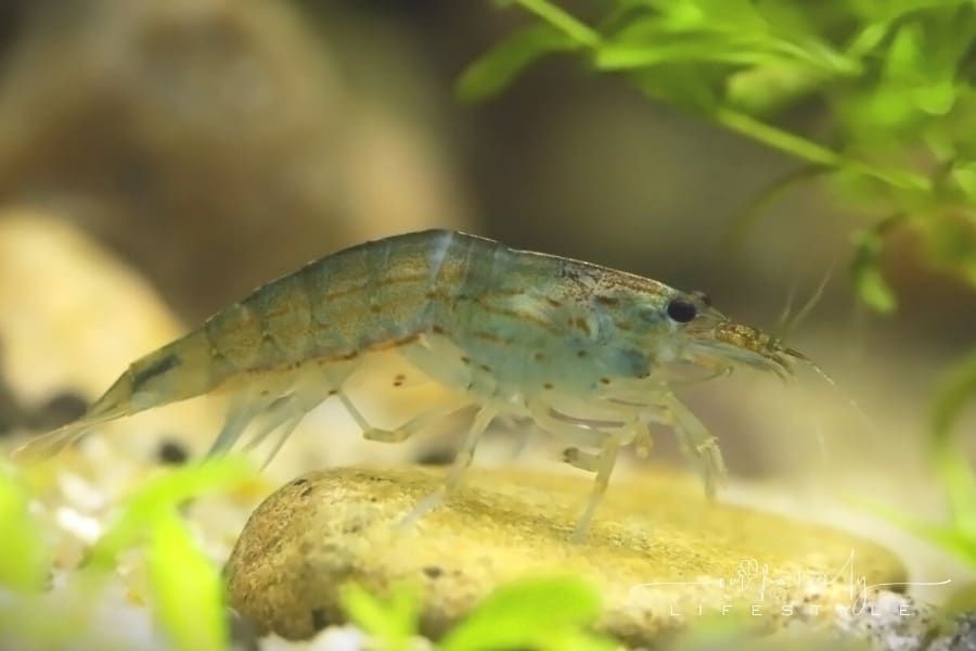 6 of the Many Fish That You Can Keep in the Same Tank as Amano Shrimp